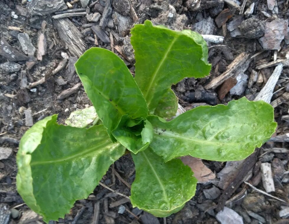 Agrestal's Green Gazelle! Lettuce+Greens Mix - Image 9