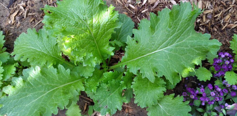 Agrestal's Green Gazelle! Lettuce+Greens Mix - Image 8