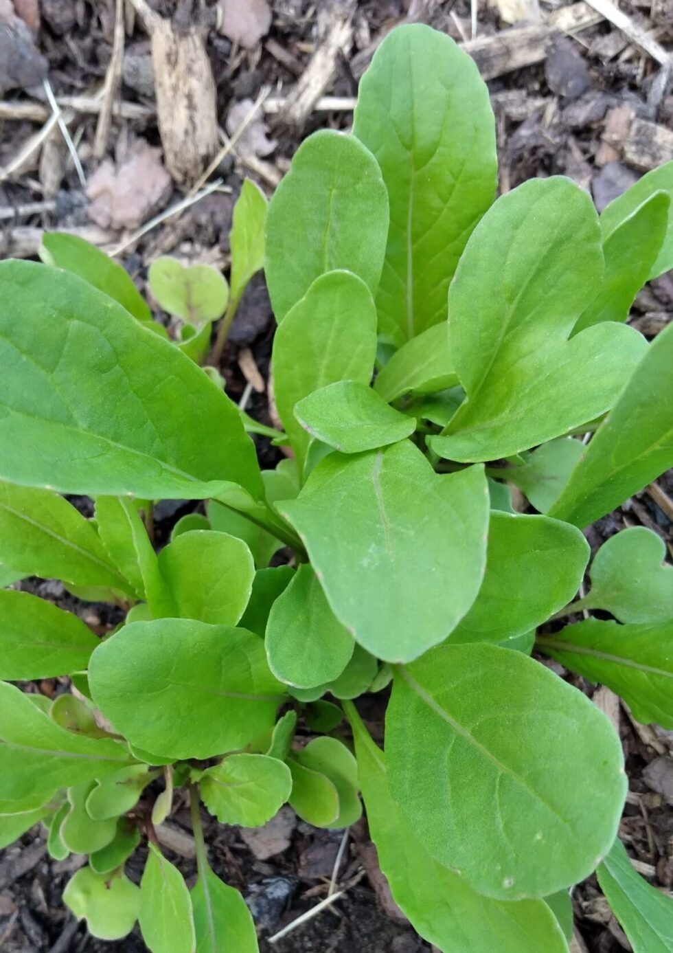 Astro (Mild Flavour) Arugula