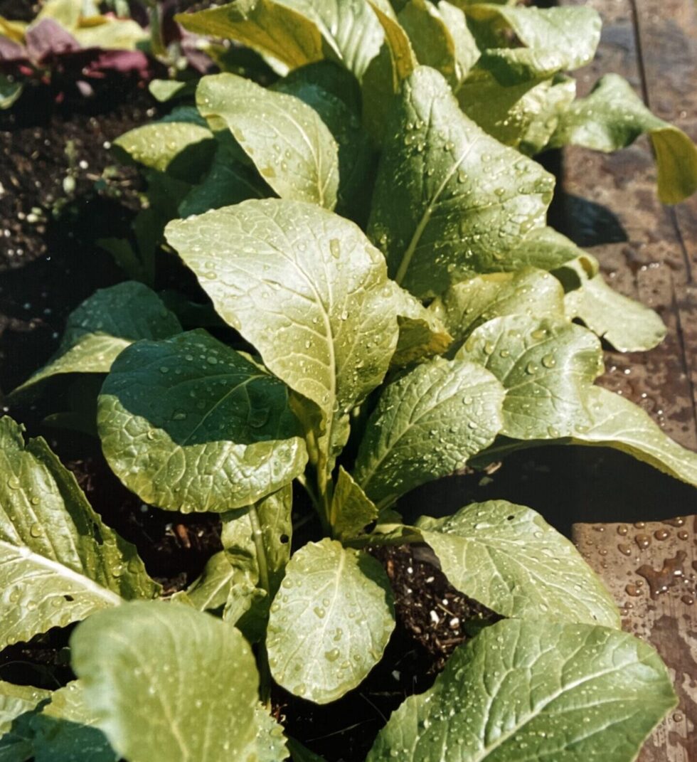 Komatsuna Tendergreen Japanese Mustard Spinach