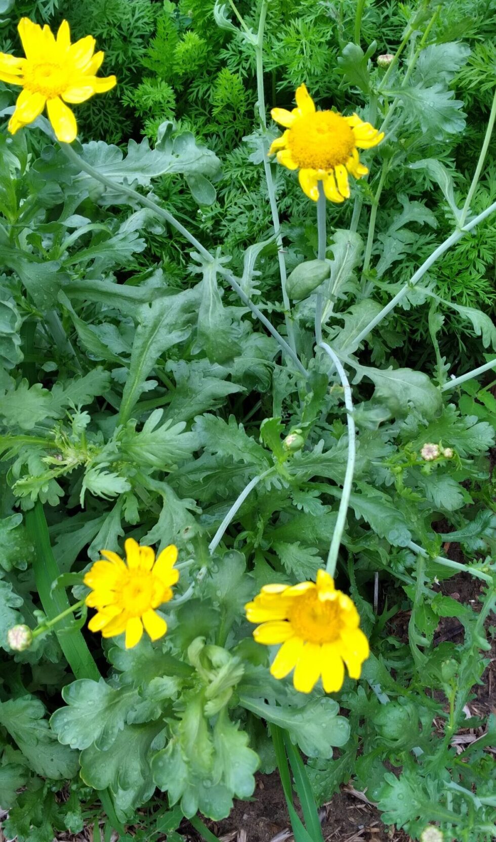 Garland Chrysanthemum (Shungiku) - Image 3