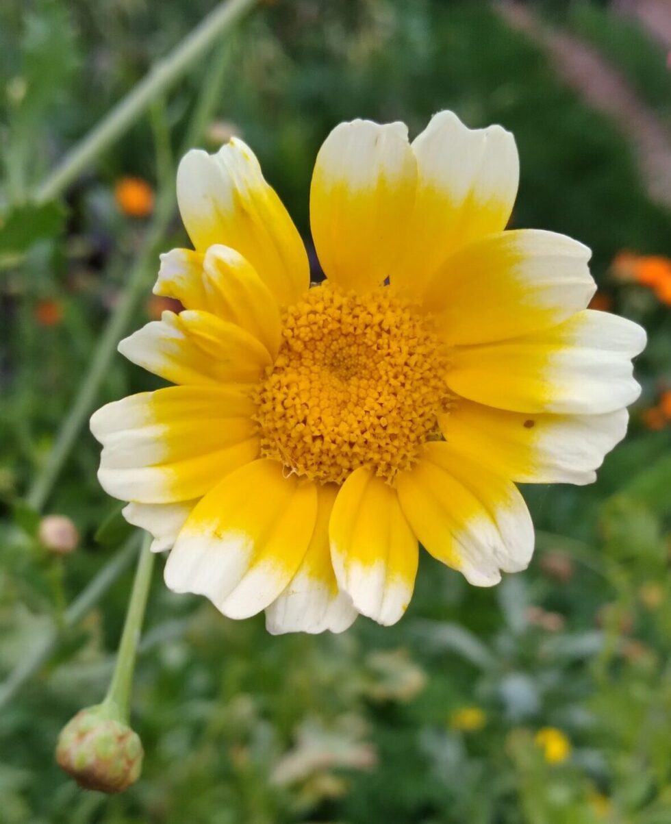 Garland Chrysanthemum (Shungiku) - Image 4