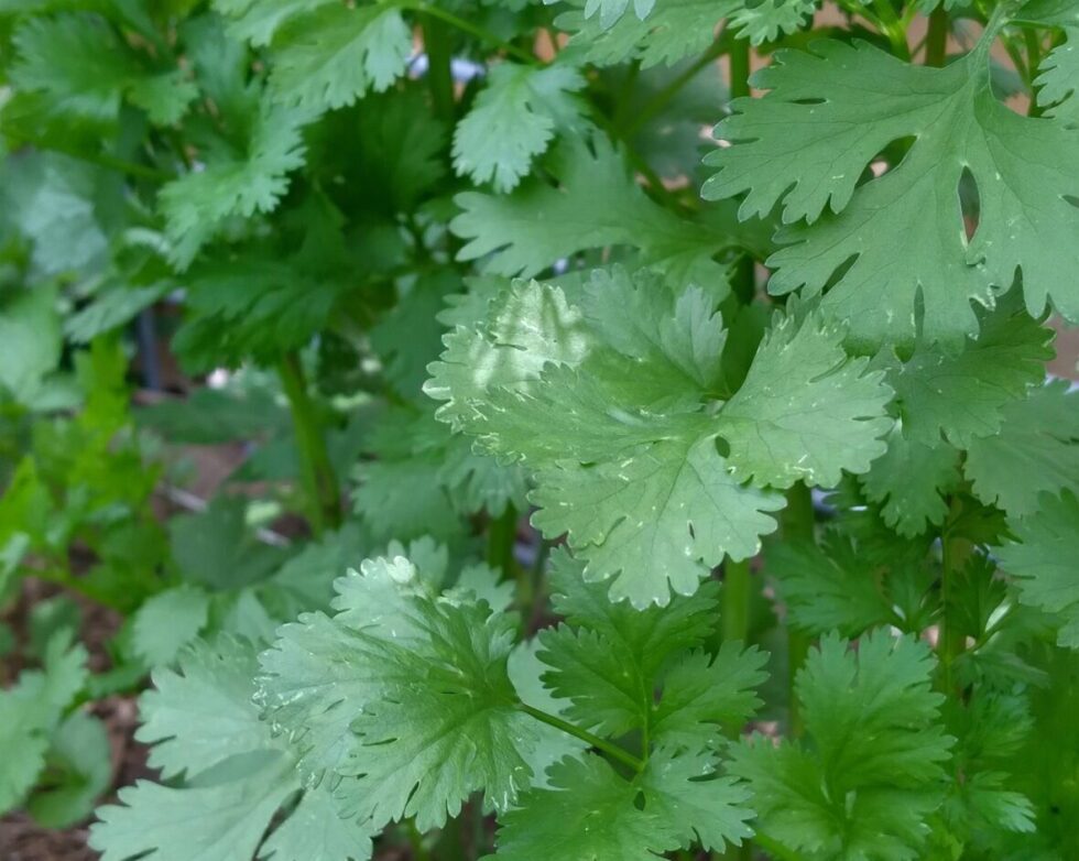 Santo Cilantro