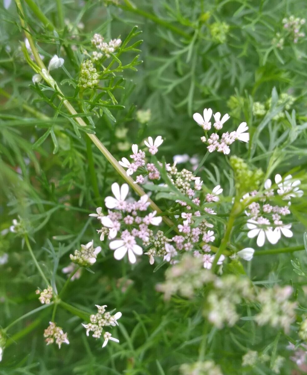 Santo Cilantro - Image 2