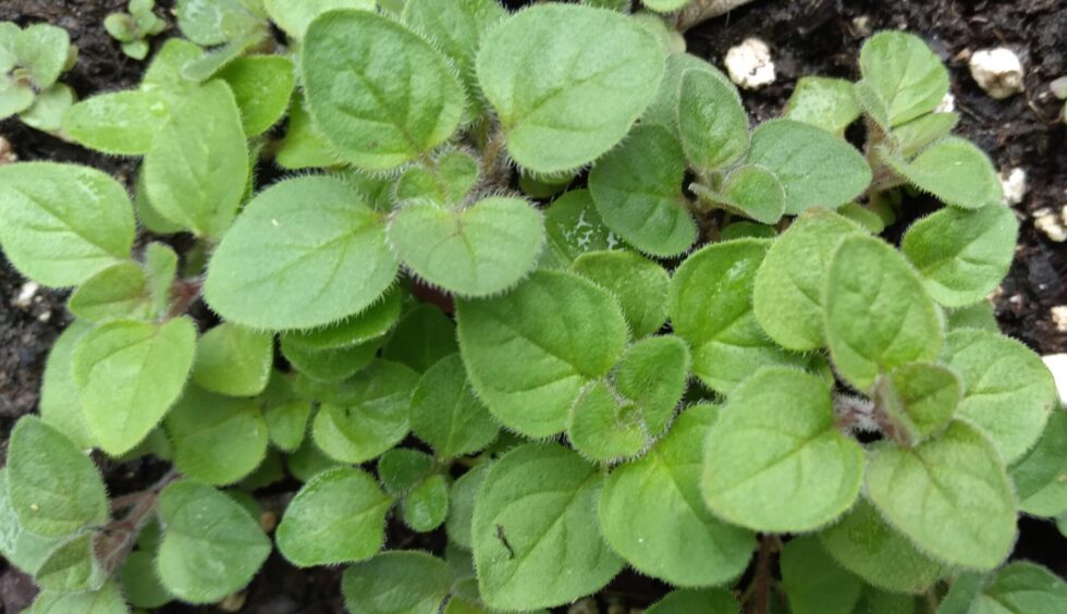 Greek Oregano (Marjoram)