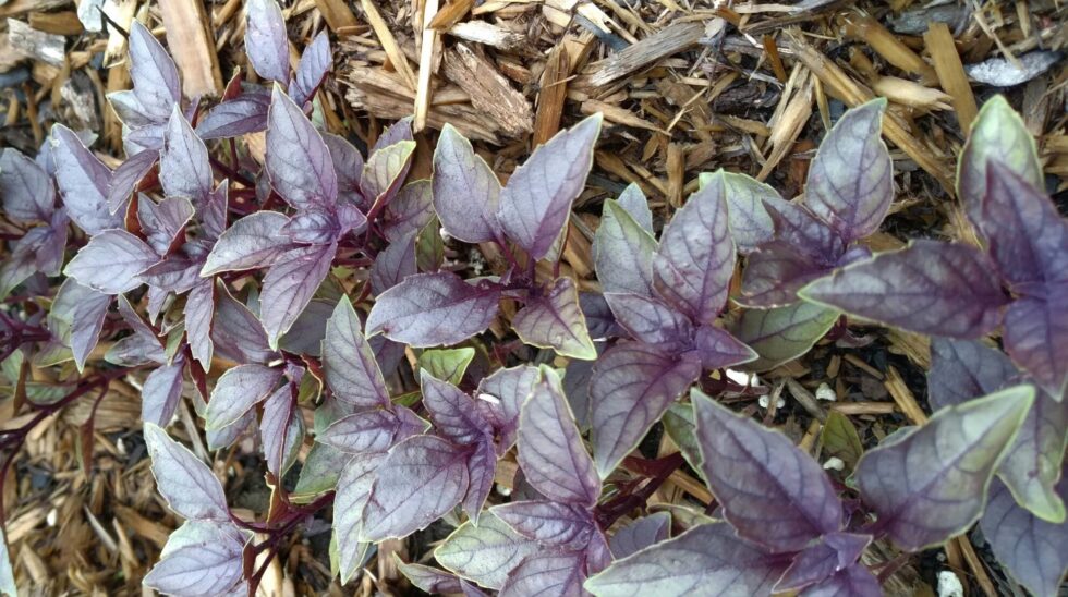 Dark Opal Basil - Image 2