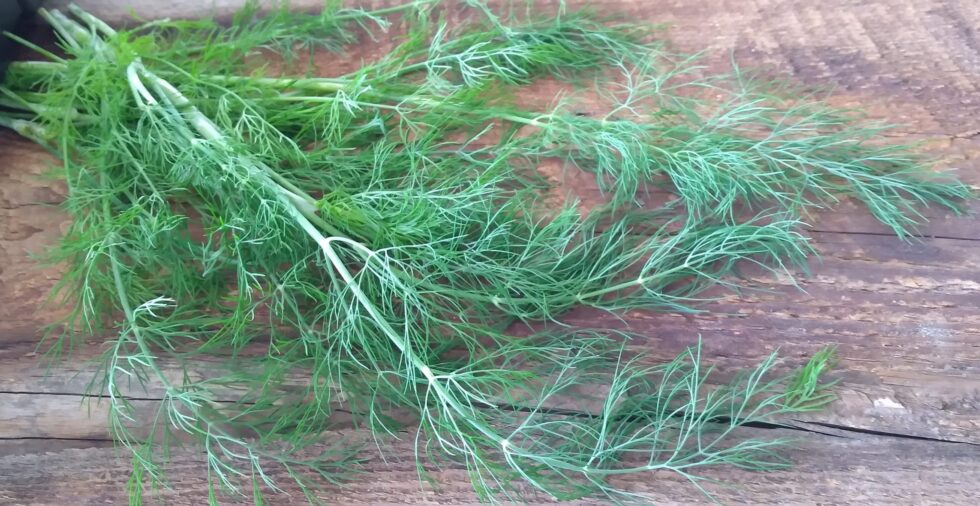 Bouquet Dill