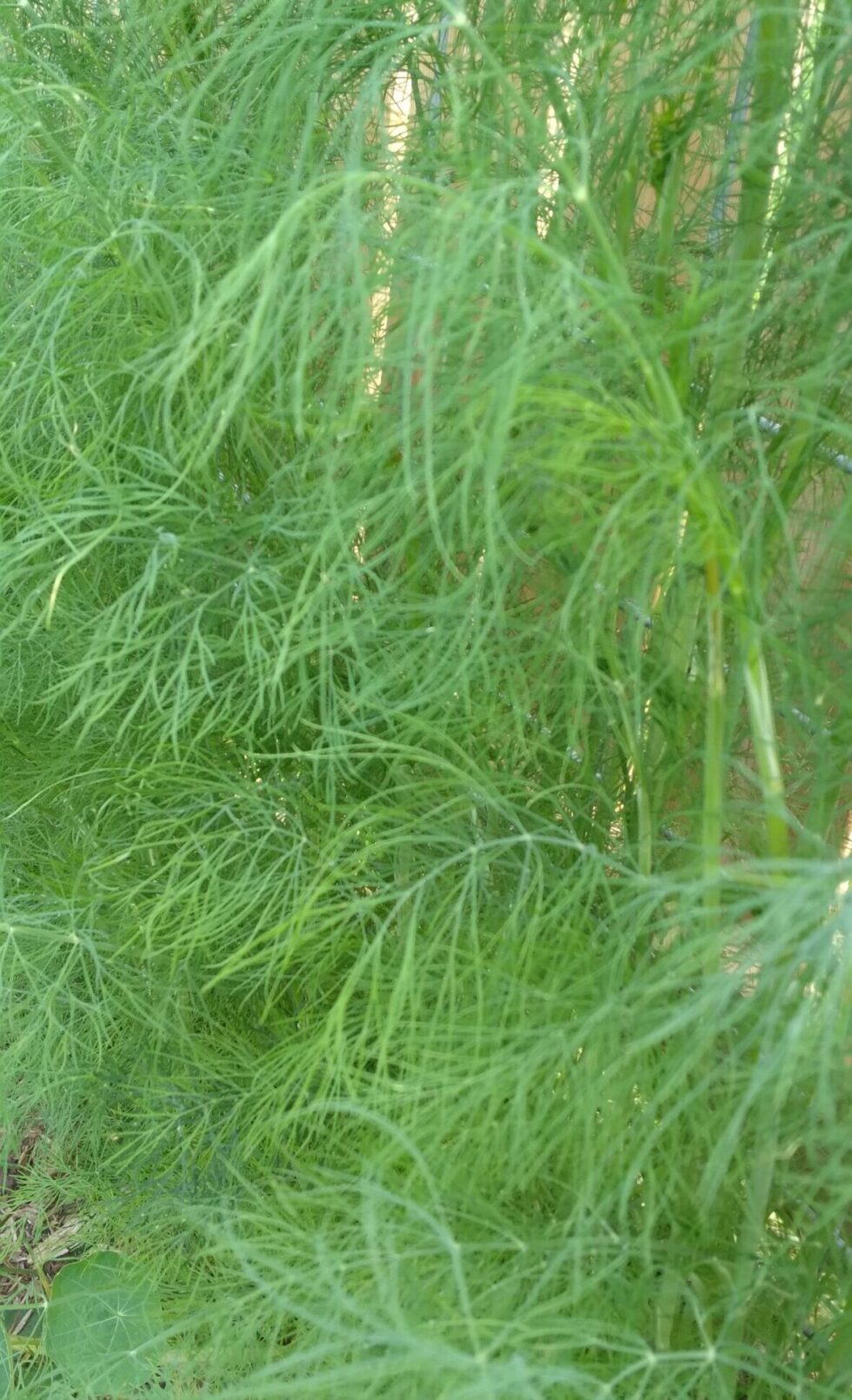 Scandinavian Dill (Original Seed) - Image 2