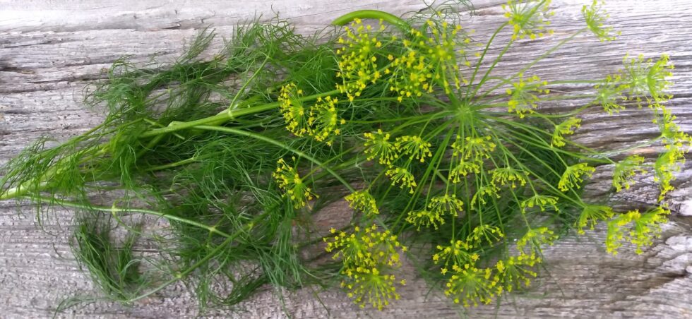 Scandinavian Dill (Original Seed)