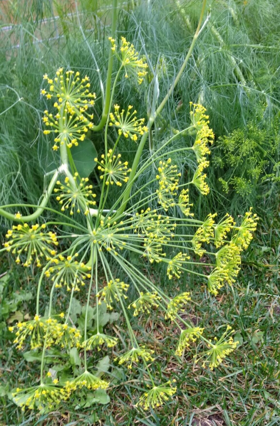 Scandinavian Dill (Original Seed) - Image 3