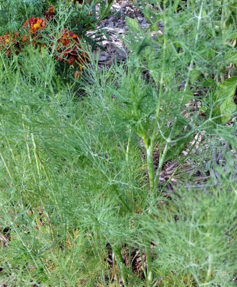 Bouquet Dill - Image 2