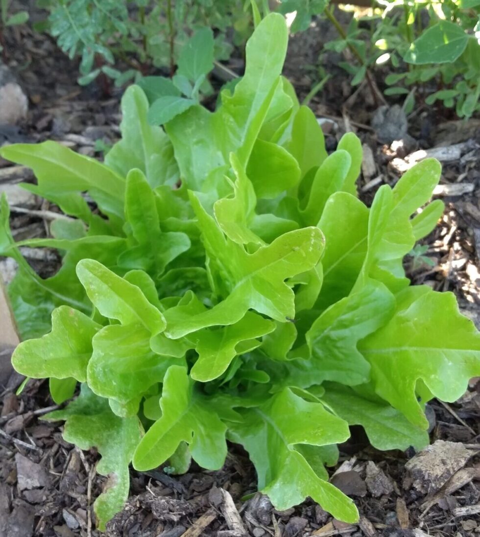 Agrestal's Green Gazelle! Lettuce+Greens Mix - Image 5