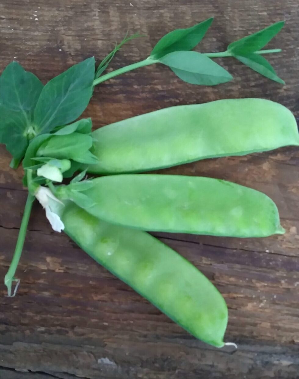 Oregon Sugar Pod