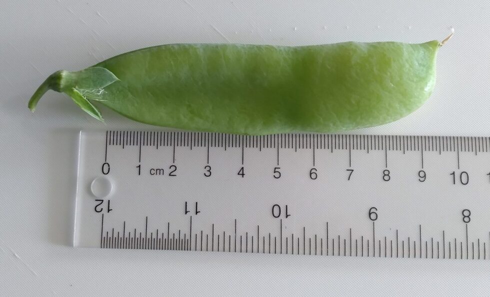 Oregon Sugar Pod - Image 2