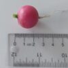 Pink Beauty - Image 2