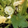 Scallop Custard Pattypan - Image 4