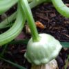Scallop Custard Pattypan - Image 3