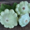 Scallop Custard Pattypan