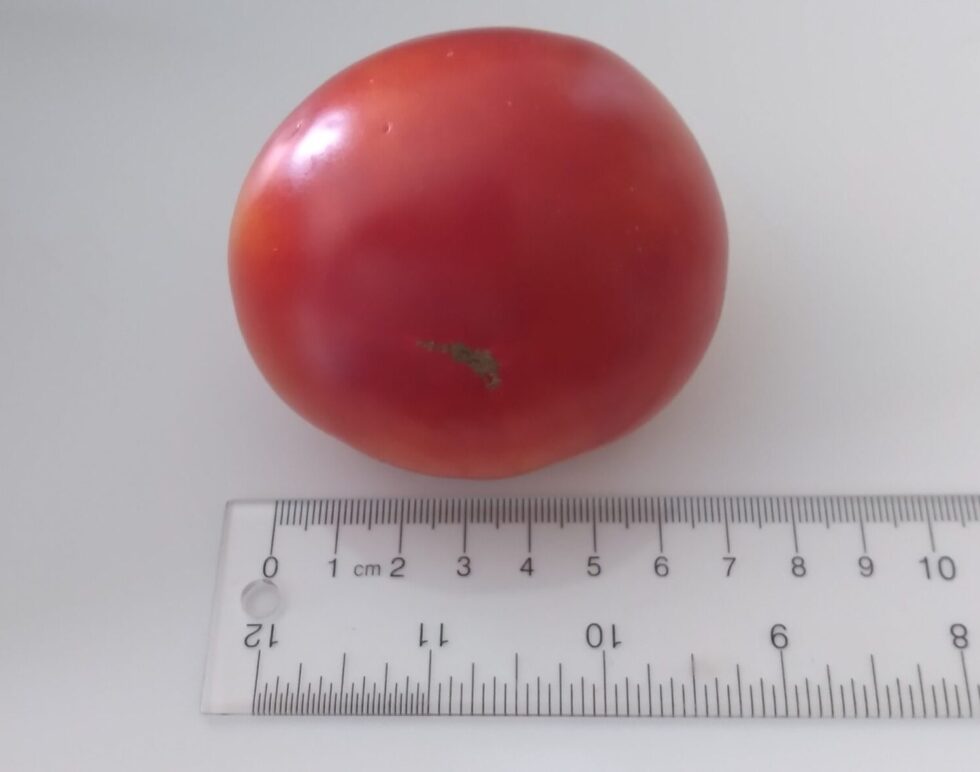 Tartar from Mongolistan - Image 3