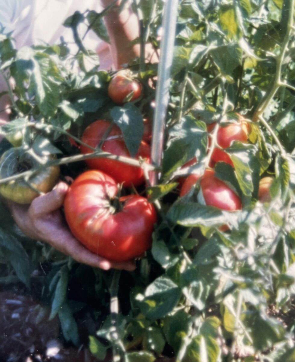 Brandywine, Red (Sudduth) - Image 3