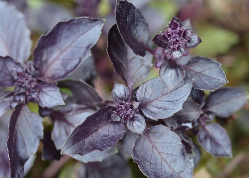 Dark Opal Basil