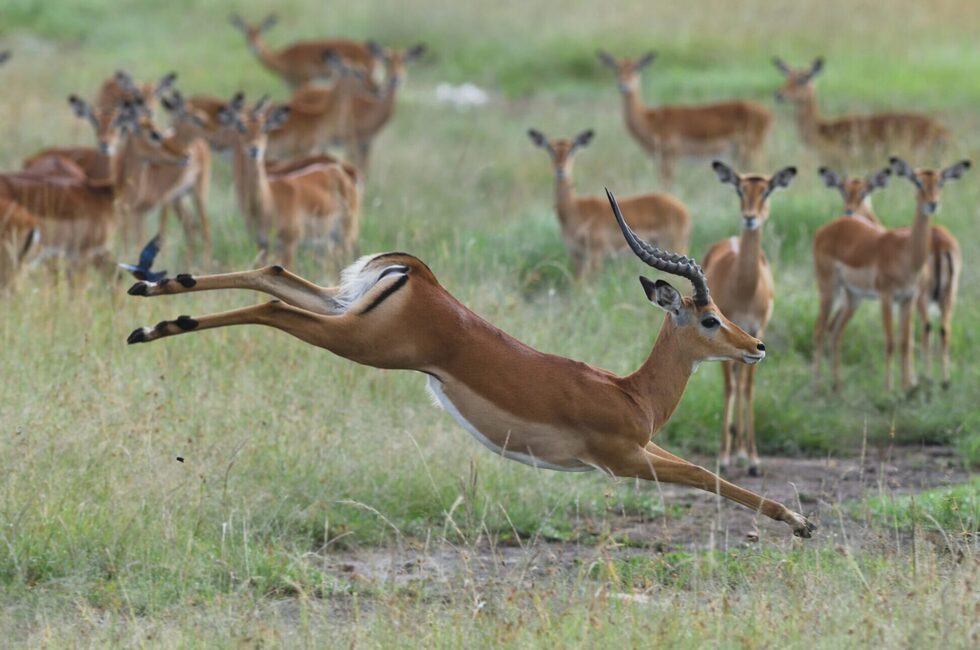 Agrestal's Green Gazelle! Lettuce+Greens Mix