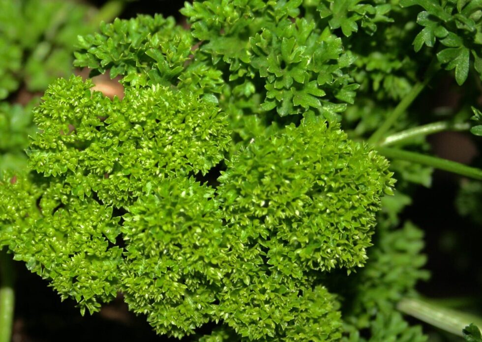 Moss Curled Parsley