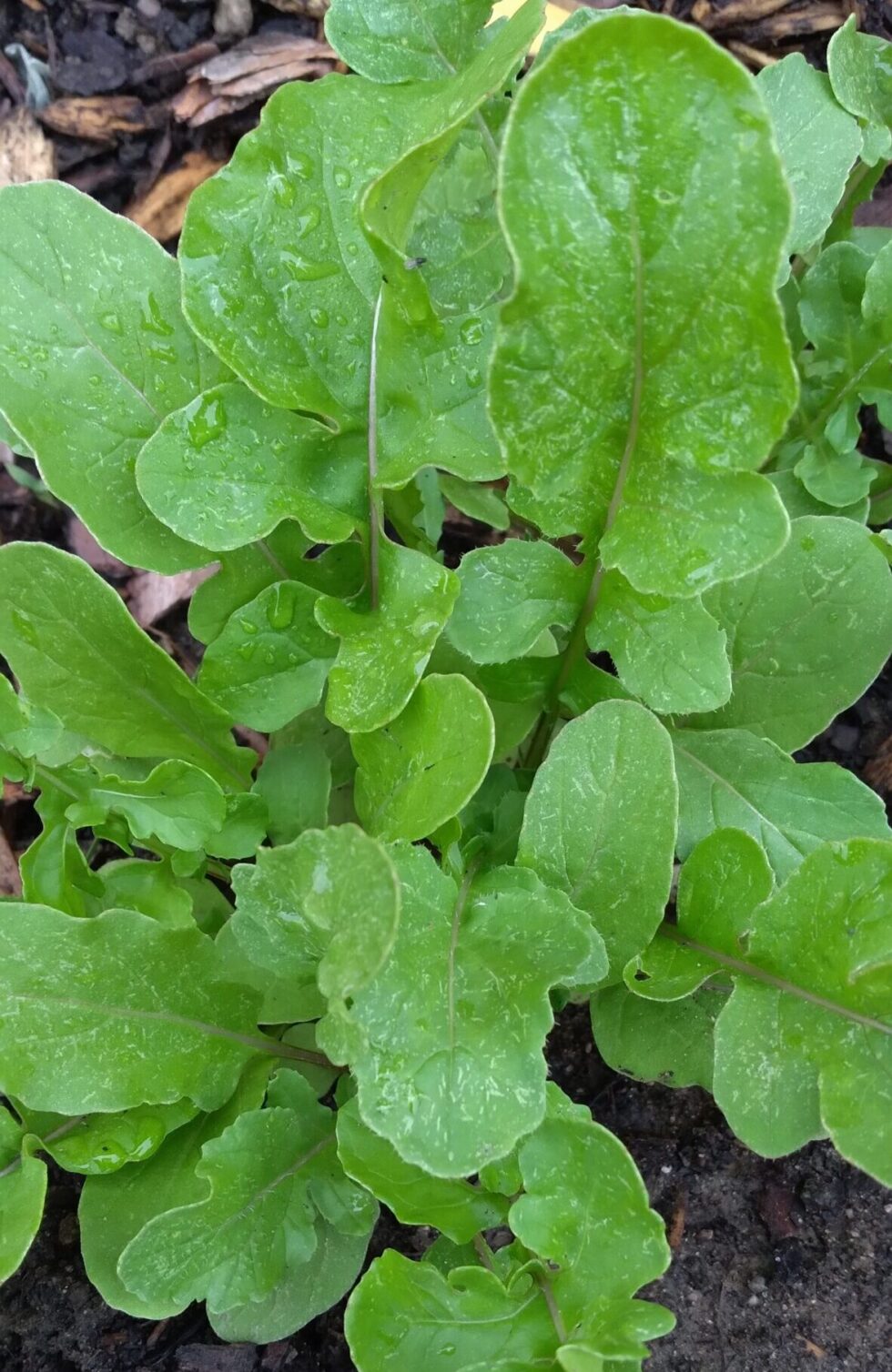 Ice-Bred (Robust Flavour) Arugula